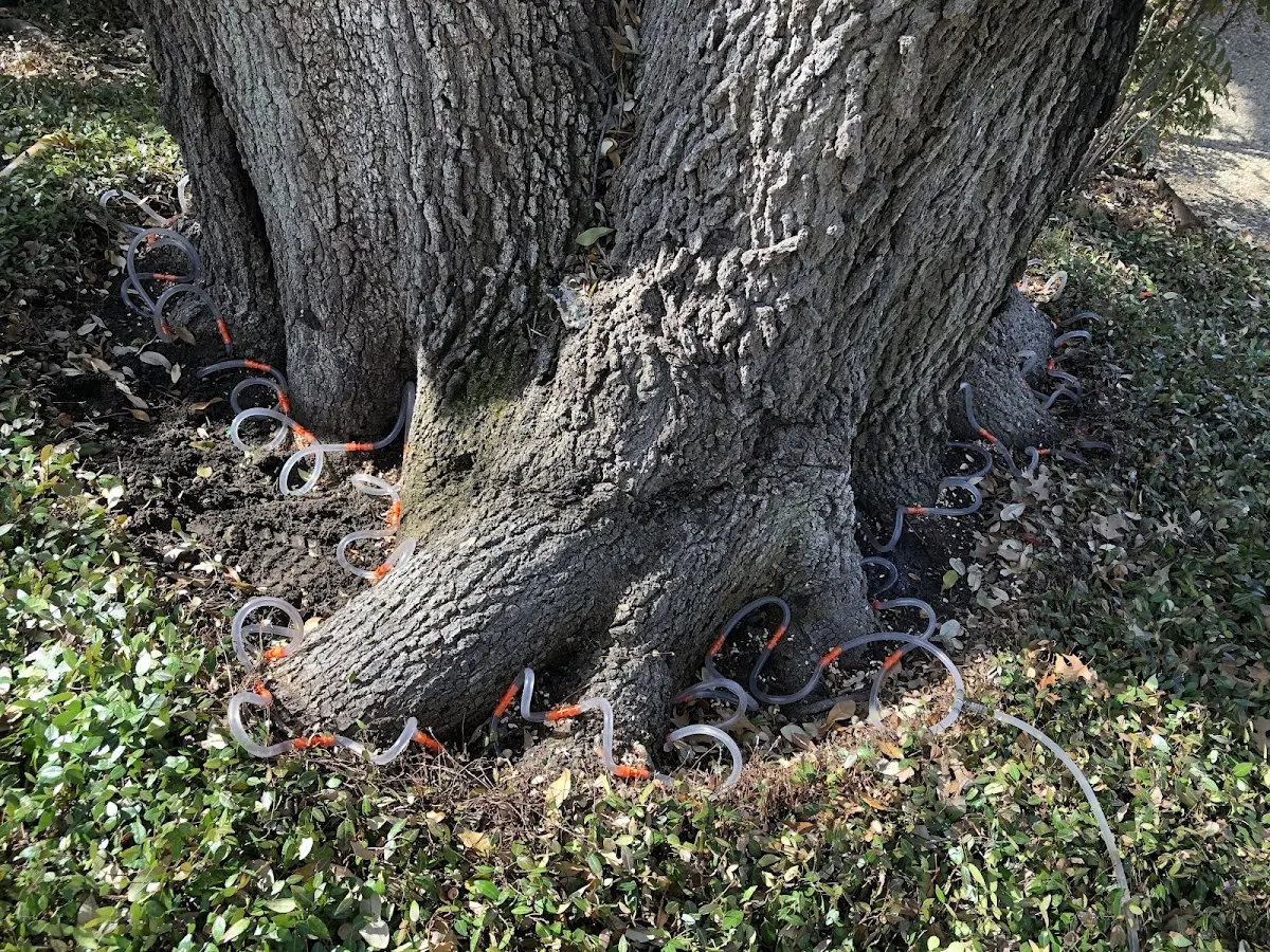 Detailed Shrub and Hedge Trimming job site in Pierceville